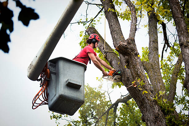 Tree Service Company in North Charleston, SC